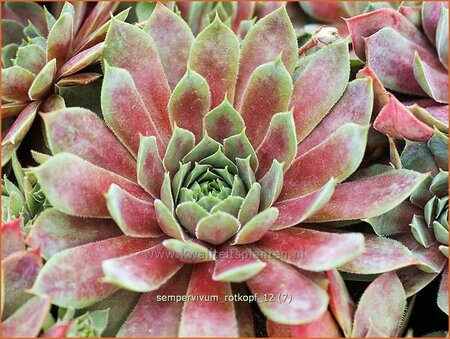 Sempervivum &#39;Rotkopf&#39;