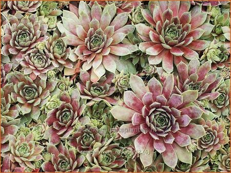 Sempervivum &#39;Rotkopf&#39;