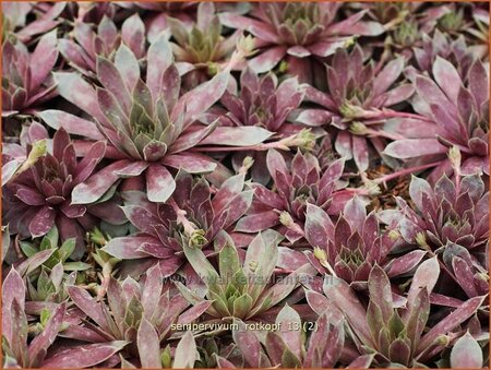 Sempervivum &#39;Rotkopf&#39;