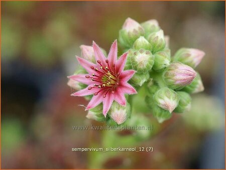 Sempervivum &#39;Silberkarneol&#39;