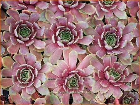 Sempervivum &#39;Othello&#39;