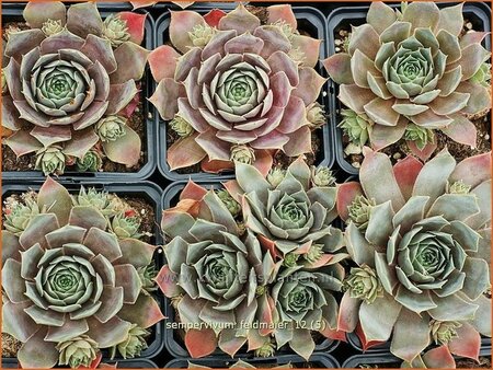 Sempervivum &#39;Feldmaier&#39;