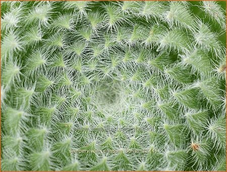 Sempervivum ciliosum borisii