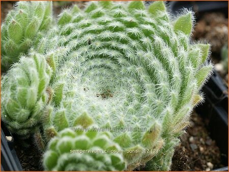 Sempervivum ciliosum borisii