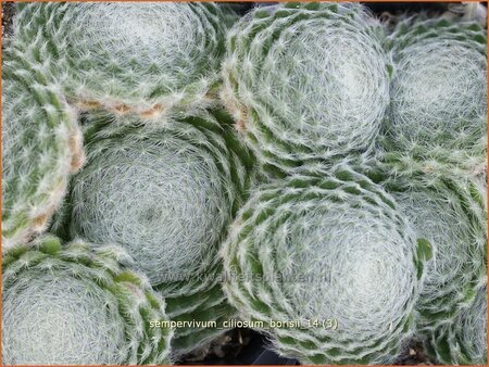 Sempervivum ciliosum borisii