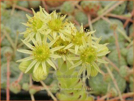 Sempervivum ciliosum borisii
