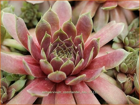 Sempervivum &#39;Commander Hay&#39;