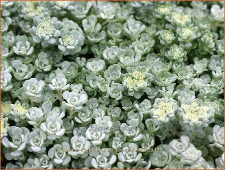 Sedum spathulifolium &#39;Cape Blanco&#39;