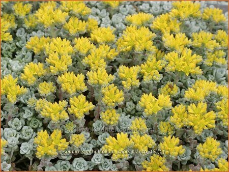 Sedum spathulifolium &#39;Cape Blanco&#39;