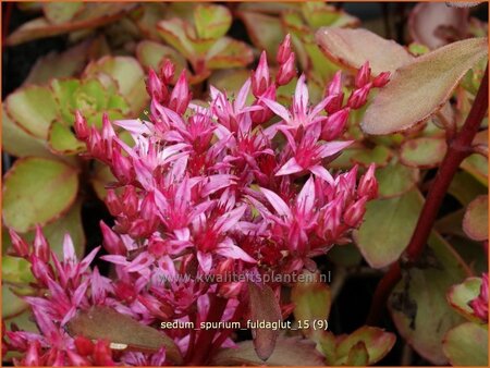 Sedum spurium &#39;Fuldaglut&#39;