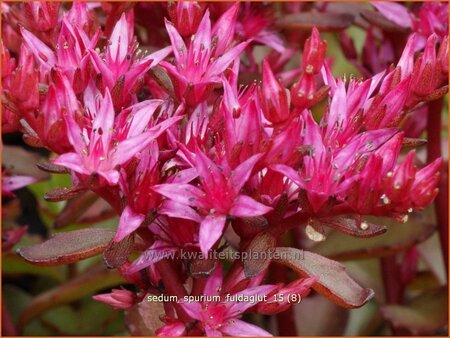 Sedum spurium &#39;Fuldaglut&#39;