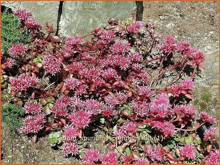 Sedum spurium &#39;Splendens&#39;