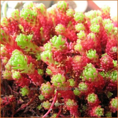 Sedum lydium