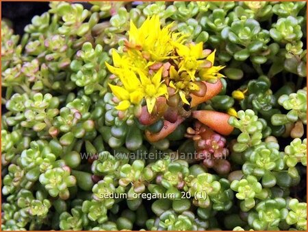 Sedum oreganum