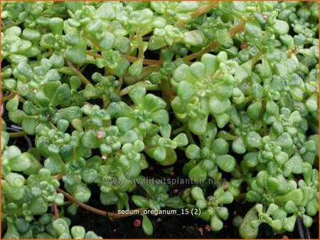 Sedum oreganum