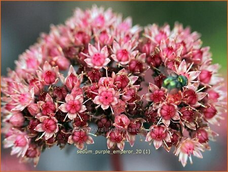 Sedum &#39;Purple Emperor&#39;