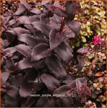 Sedum &#39;Purple Emperor&#39;