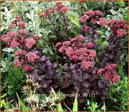 Sedum &#39;Purple Emperor&#39;