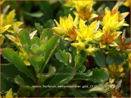 Sedum floriferum &#39;Weihenstephaner Gold&#39;