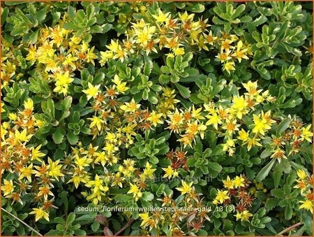 Sedum floriferum &#39;Weihenstephaner Gold&#39;