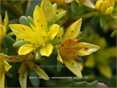 Sedum floriferum &#39;Weihenstephaner Gold&#39;