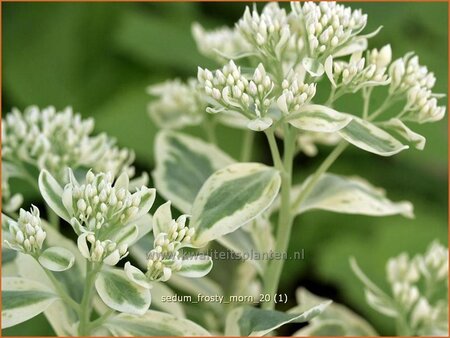 Sedum 'Frosty Morn'