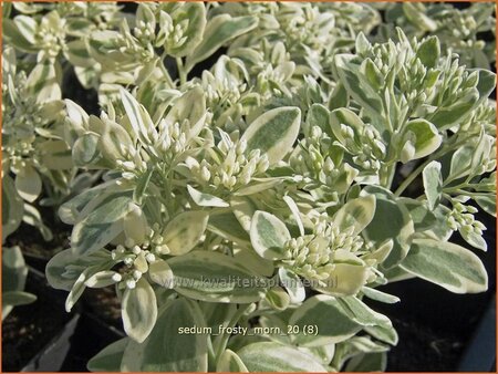 Sedum 'Frosty Morn'