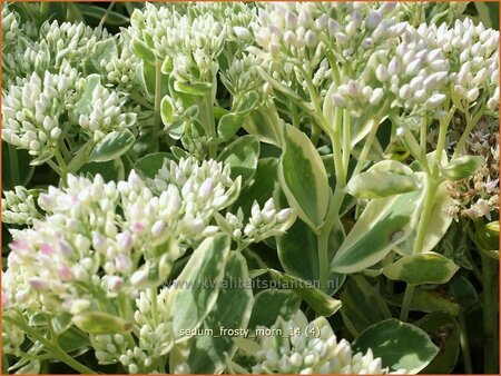 Sedum 'Frosty Morn'