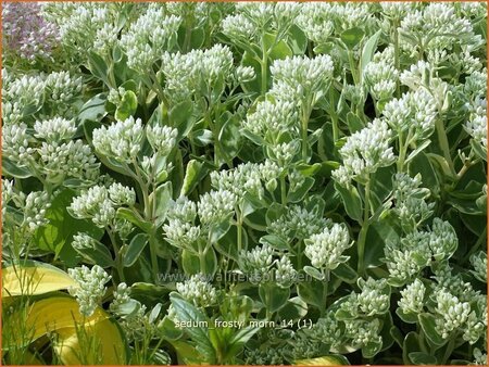 Sedum 'Frosty Morn'