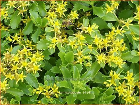 Sedum kamtschaticum