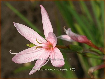 Schizostylis coccinea &#39;Mrs Hegarty&#39;