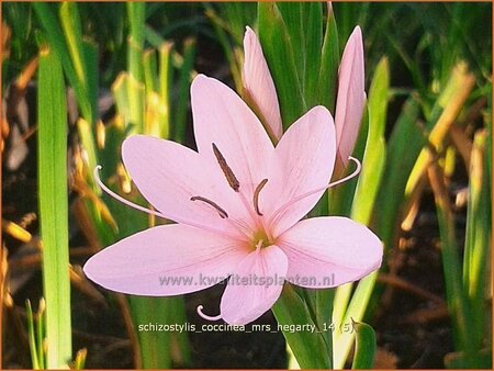 Schizostylis coccinea &#39;Mrs Hegarty&#39;