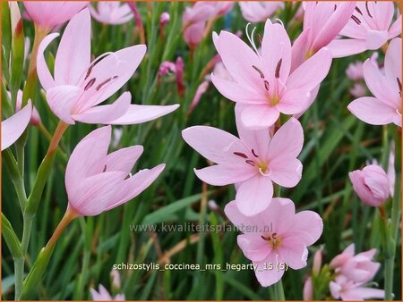 Schizostylis coccinea &#39;Mrs Hegarty&#39;