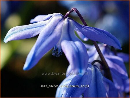 Scilla sibirica &#39;Spring Beauty&#39;