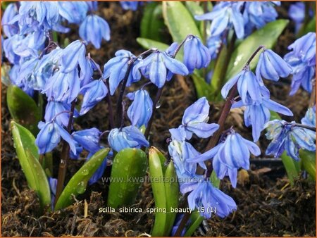 Scilla sibirica &#39;Spring Beauty&#39;