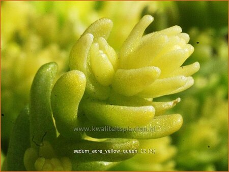 Sedum acre &#39;Yellow Queen&#39;