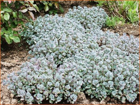 Sedum &#39;Bertram Anderson&#39;