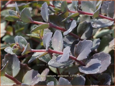 Sedum 'Bertram Anderson'