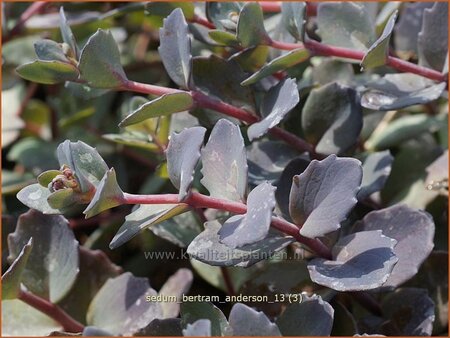 Sedum &#39;Bertram Anderson&#39;