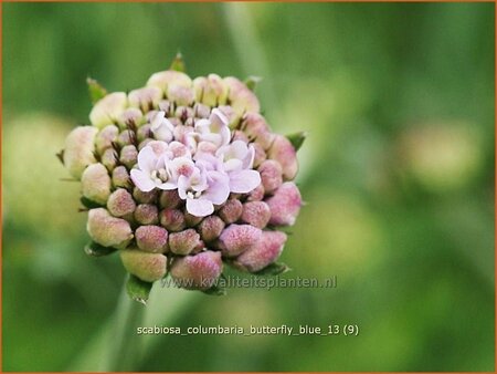 Scabiosa columbaria &#39;Butterfly Blue&#39;