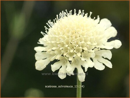 Scabiosa ochroleuca