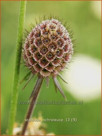 Scabiosa ochroleuca