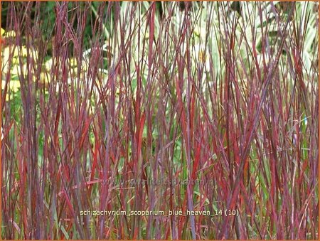 Schizachyrium scoparium &#39;Blue Heaven&#39;