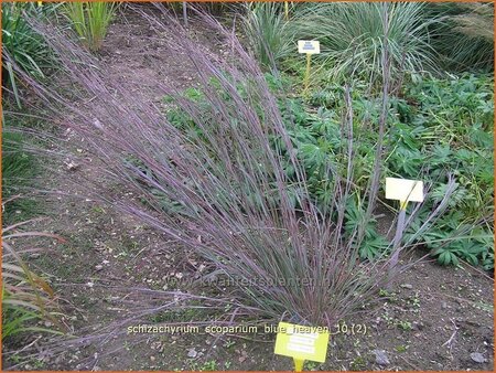 Schizachyrium scoparium &#39;Blue Heaven&#39;