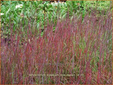 Schizachyrium scoparium &#39;Blue Heaven&#39;