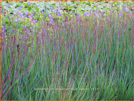 Schizachyrium scoparium &#39;Blue Heaven&#39;