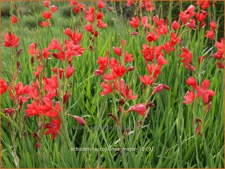 Schizostylis coccinea &#39;Major&#39;