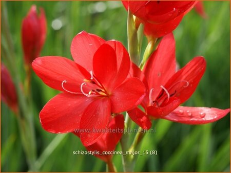 Schizostylis coccinea &#39;Major&#39;