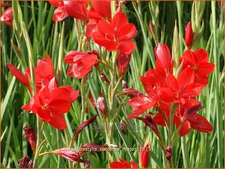 Schizostylis coccinea &#39;Major&#39;