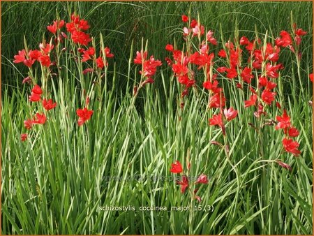 Schizostylis coccinea &#39;Major&#39;